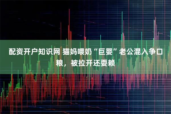 配资开户知识网 猫妈喂奶“巨婴”老公混入争口粮，被拉开还耍赖