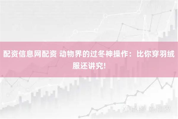 配资信息网配资 动物界的过冬神操作：比你穿羽绒服还讲究!