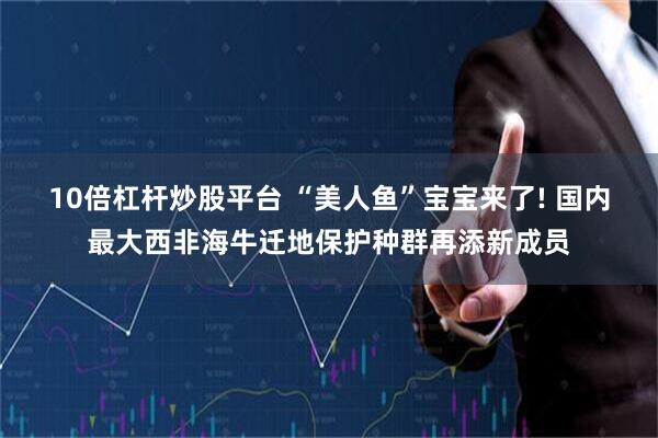 10倍杠杆炒股平台 “美人鱼”宝宝来了! 国内最大西非海牛迁地保护种群再添新成员